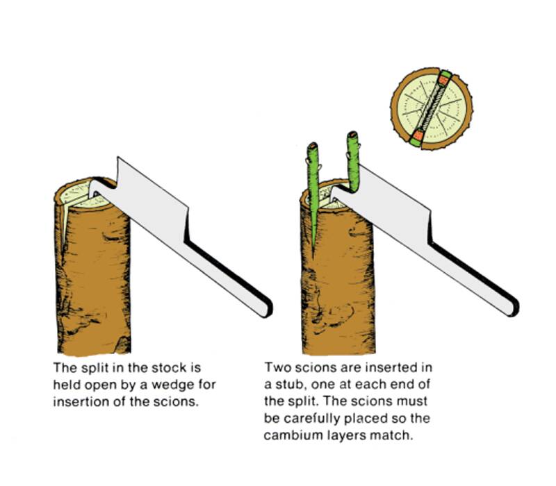 Illustration showing the insertion of the scions into the rootstock in two steps. In the first step the split in the stock is held open by a wedge for insertion of the scions. In the second step two scions are inserted in a stub, one at each end of the split. The scions must be carefully placed so the cambium layers match.