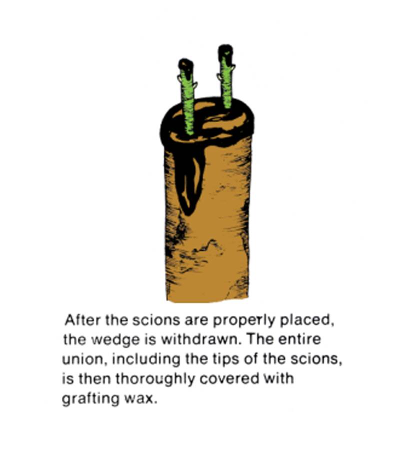 Illustration showing after the scions are properly placed, the wedge is withdrawn. The entire union, including the tips of the scions, is then thoroughly covered with grafting wax.