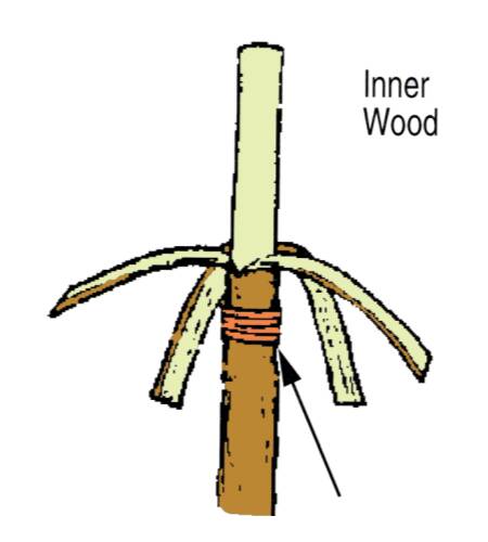 Illustration of a four-flap or banana graft rootstock, with top removed and four flaps of bark peeled away from the rootstock.