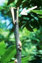 Photo showing example of rootstock for a four-flap or banana graft.