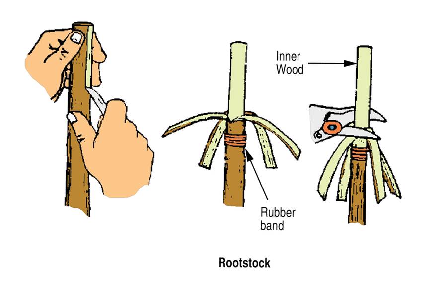 Illustration showing three steps involved to prepare rootstock for a four-flap graft. In step one, a rootstock with it's top removed has the bark at the top end split into four flaps. In the second step the four flaps are pulled down, with a rubber band wrapped around the stalk below them. In step three, the stalk above where the bark flaps meet is removed.