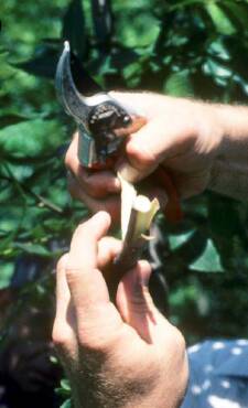 Photo of a rootstock being prepared for a four-flap or banana graft.