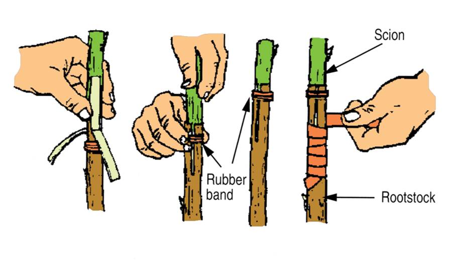 Illustration of a scion being attached to rootstock in a four-flap or banana graft. In step one, the scion is placed atop the rootstock, and the flaps raised onto all sides of it. In step two the rubber band is pulled upward to secure the scion within the four flaps. In step three the graft is now wrapped with tape to further secure and protect the graft.
