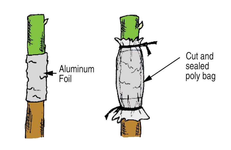 Illustration showing graft first wrapped in aluminum foil, then wrapped with a poly bag, which is tied to the plant on both ends of the graft.
