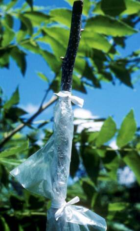 Photo showing a completed four-flap graft wrapped in aluminum foil and a poly bag.