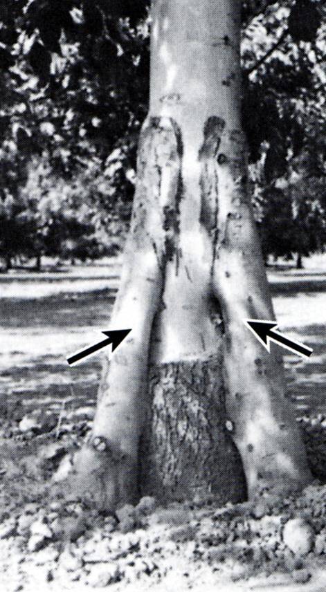 Photo with arrows identifying the inarching grafts attached to an existing tree.
