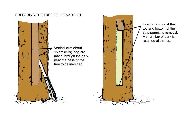 Illustration showing two steps to prepare a tree to be inarched. In step one, verticle cuts about 15 cm (6 in) long are made through the bark near the base of the tree to be inarched. In step two, horizontal cuts at the top and bottom of the strip permit its removal. A short flap of bark is retained at the top.