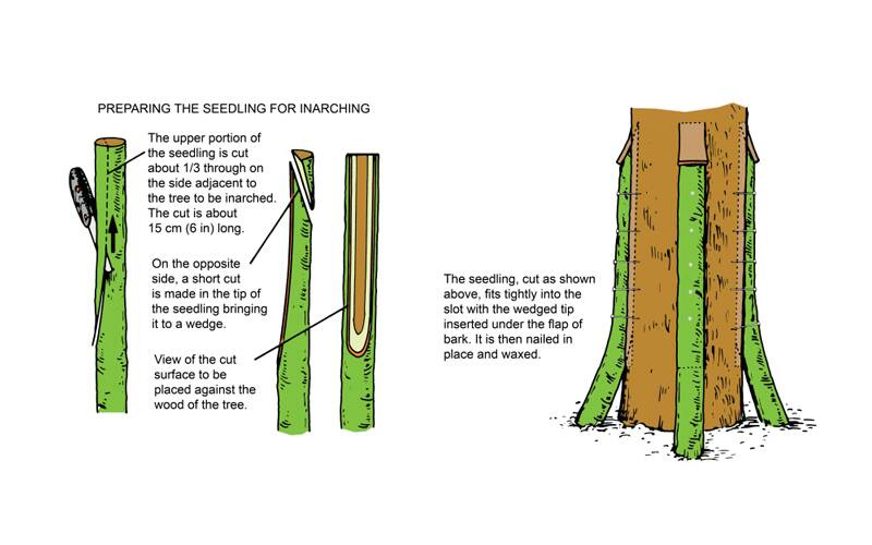 Illustration showing how to prepare the seedling for inarching in three steps. In step one, the upper portion of the seedling is cut about 1/3 through on the side adjacent to the tree to be inarched. The cut is about 15 cm (6 in) long. In step two, on the opposite side, a short cut is made in the tip of the seedling bringing it to a wedge. A front and side view of the prepared seedling are shown. In step three, the seedling, cut as shown in the first two steps, fits tightly into the slot with the wedged tip inserted under the flap of bark. It is then nailed in place and waxed.