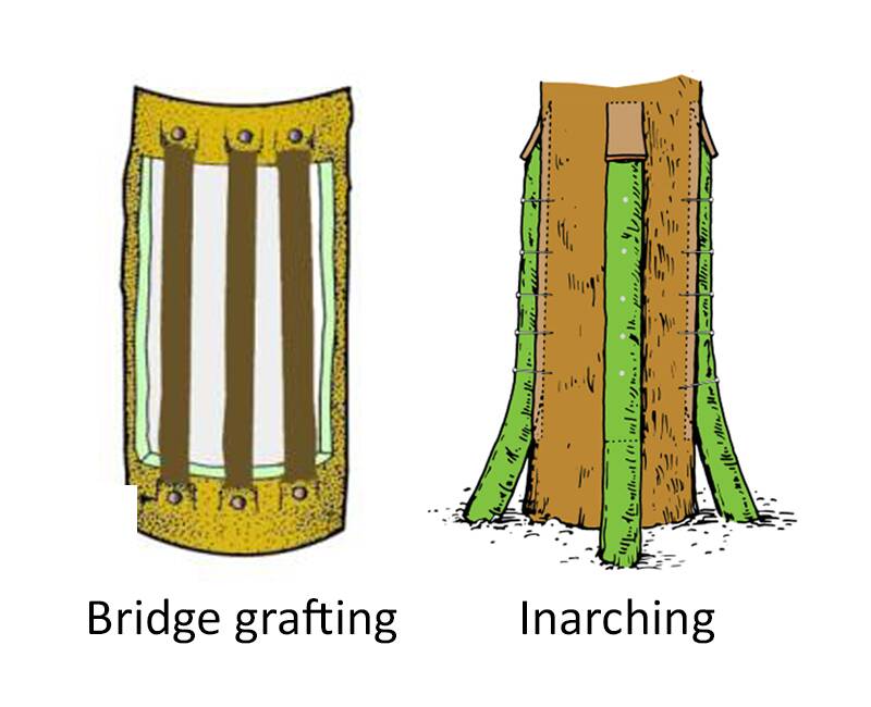 Illustration showing examples of bridge grafting and inarching.