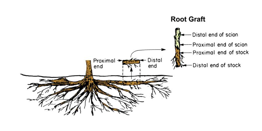 Illustration showing how a piece of root is removed from a grown plant, and then attached to a scion. Attention must be paid to making sure that the proximal end of each part are bound together to form the new graft.
