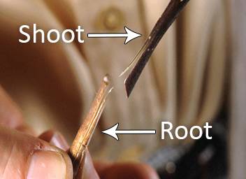 Photo shwoing a root and shoot about to be bound together in a graft.