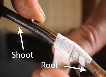 Photo now showing the shoot and root bound together with nursery tape.