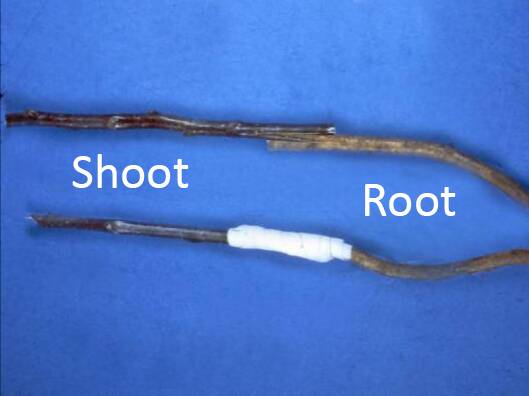 Photo showing a shoot and root of a root grafting before and after being bound with nursery tape.