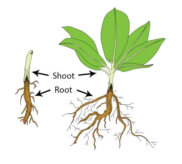Illustration showing a saddle graft of a rhododendron as an example of using a grafting root.