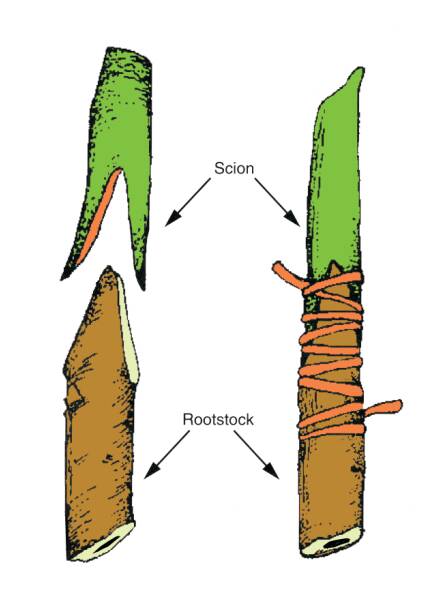 Illustration showing the scion and rootstock of a saddle graft before and after being bound together.