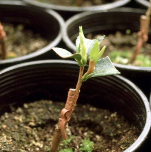 Photo example of a citrus side graft.