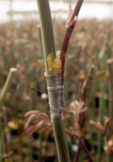 Photo of a side graft tied with plastic tape.