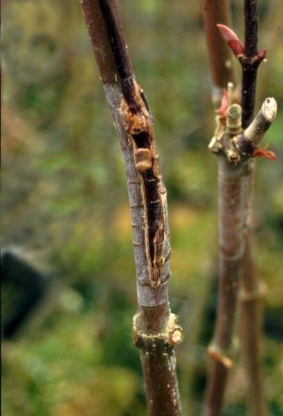 Photo of a healed side graft.