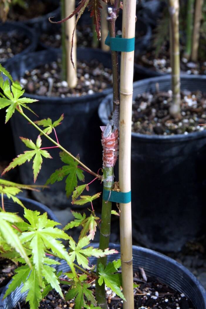 Detail photo showing how the scion is supported by the stake, with the scion bound lightly to the stake beside it.