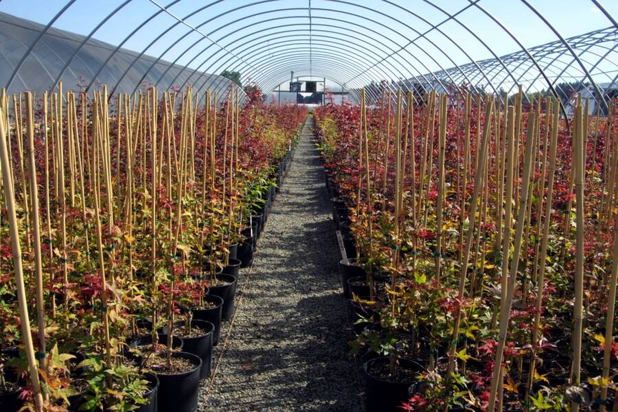 Photo shwoing a greenhouse with many potted side grafts supported with stakes.
