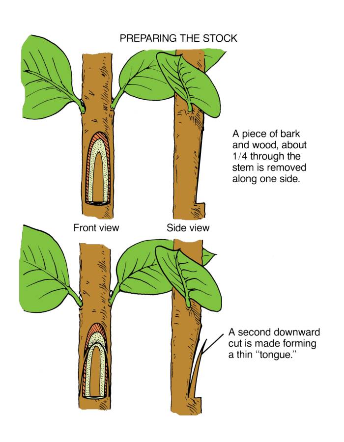 Illustration showing the preparation of the rootstock in two steps, from front and side views. In the first step a piece of bark and wood, about 1/4 through the stem is removed along one side. In the second step a second downward cut is made forming a thin 'tongue'.