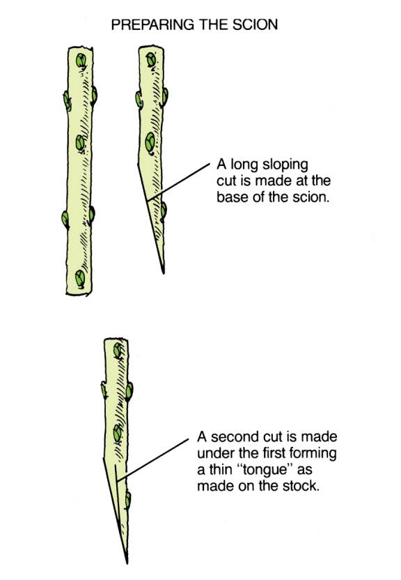 Illustration showing the preparation of the scion in two steps, from a side view. In step one a long sloping cut is made at the base of the scion. In step two a second cut is made under the first forming a thin 'tongue' as made on the rootstock.