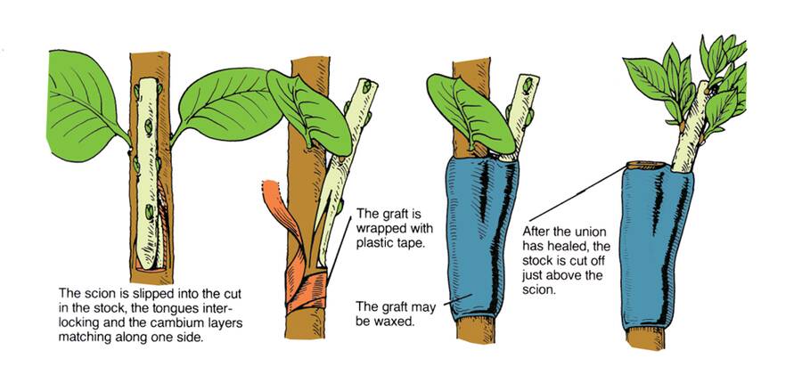 Illustration showing four steps to attach the scion and rootstock to complete the side graft. In step one the scion is slipped into the cut in the stock, the tongues interlocking and the cambium layers matching along one side. In step two the graft is wrapped with plastic tape. In step three the graft may be waxed to protect it. In step four, after the union has healed, the stock is cut off just above the scion.