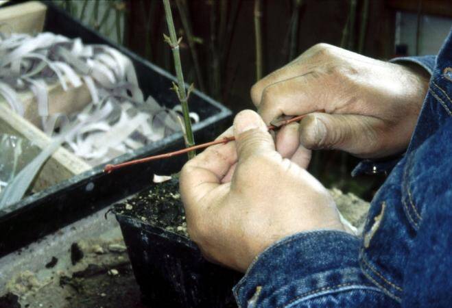 Photo showing a Japanese maple scion being cut.