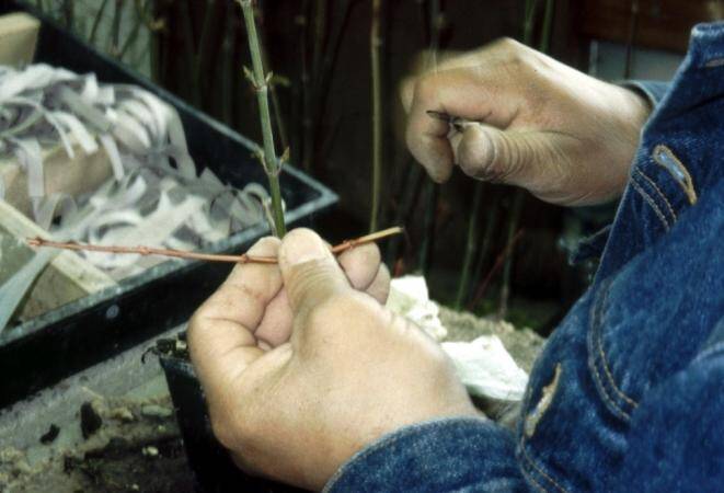 Photo showing the Japanese maple scion with cut completed.