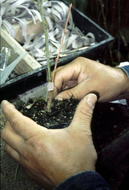 Photo showing completed graft beign placed in growing medium.