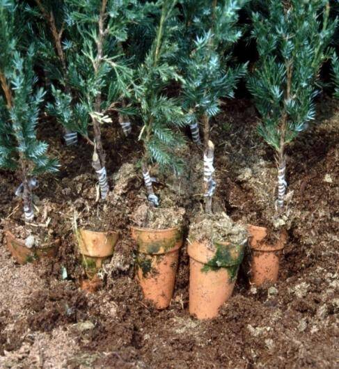 Close up photo of small potted side-veneer grafts placed into peat moss medium.