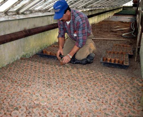 Photo showing a technician placing small potted side-veneer grafts into peat moss medium.