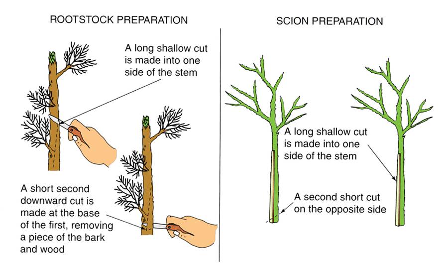 Two illustrations showing rootstock and scion preparation. Rootstock in prepared by a long shallow cut being made into one side of a stem. A short second downward cut is made at the base of the first, removing a piece of the bark and wood. The scion is prepared by a long shallow cut being made into one side of the stem. A second short cut on the opposite side is then made.