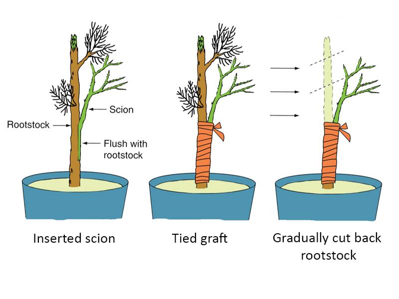 Illustration showing three steps for completing a side-veneer graft. The scion is inserted into the cut in the rootstock and made flush with it. The two parts are then tied togetehr. Afterward the rootstock is gradually cut back.