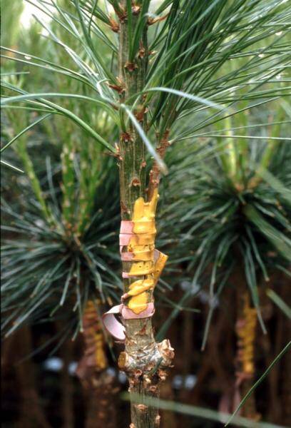 Photo of completed graft covered with a grafting compound.