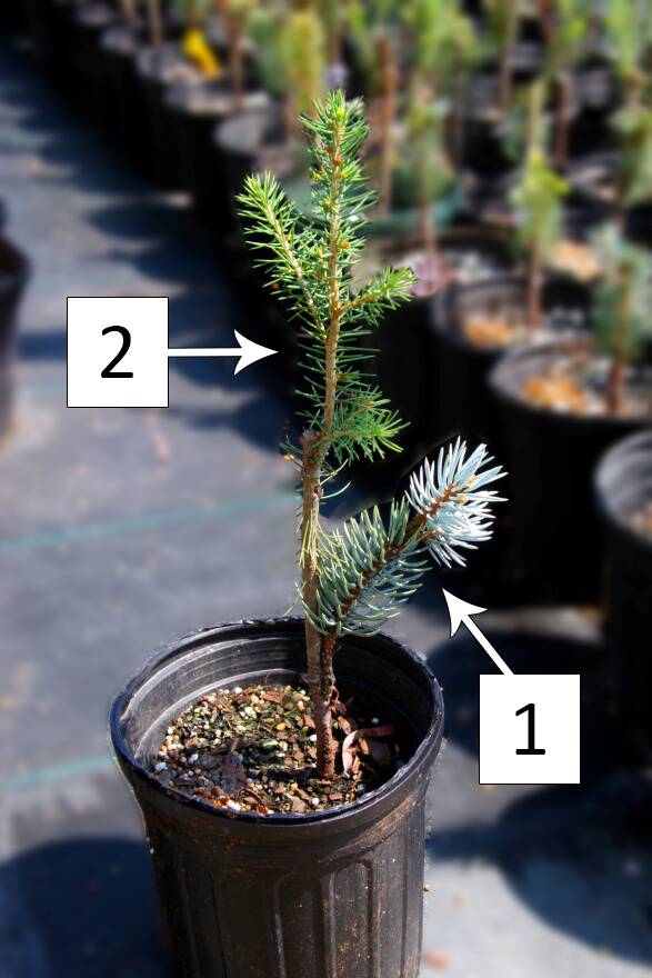 Photo showing a graft with the scion and rootstock shoots identified.