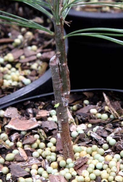 Photo of an example of a finished graft with the rootstock's top completely removed. 