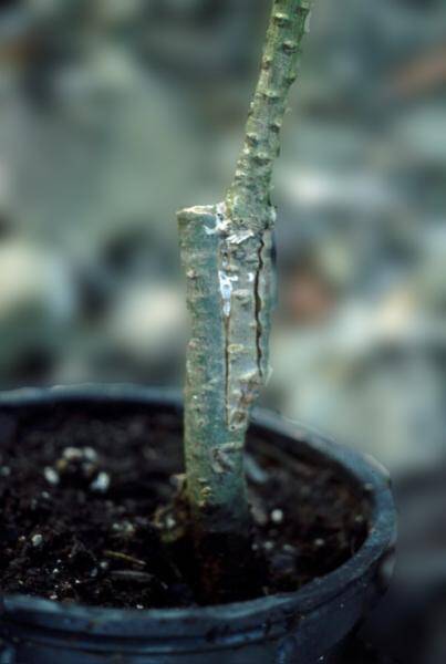 Photo of an example of a finished graft with the rootstock's top completely removed.