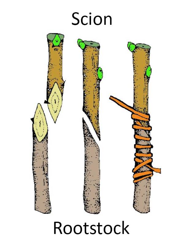Illustration showing three steps to creating a splice graft.