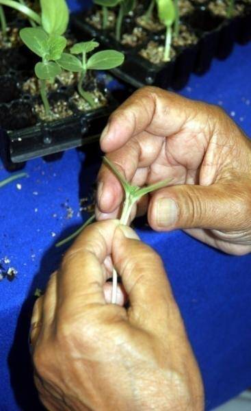 Photo showing technician lining up a scion with the rootstock.