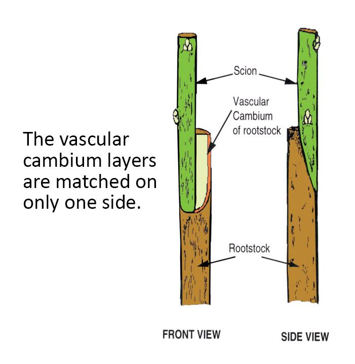 Illustration showing front and side views of how to line up a scion and rootstock of differing sizes.