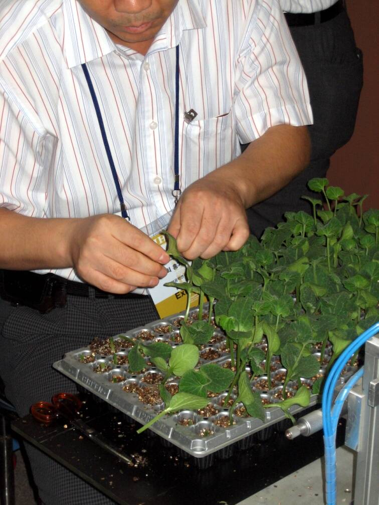 Photo showing a flat of vegetable splice grafts being placed in growing medium.