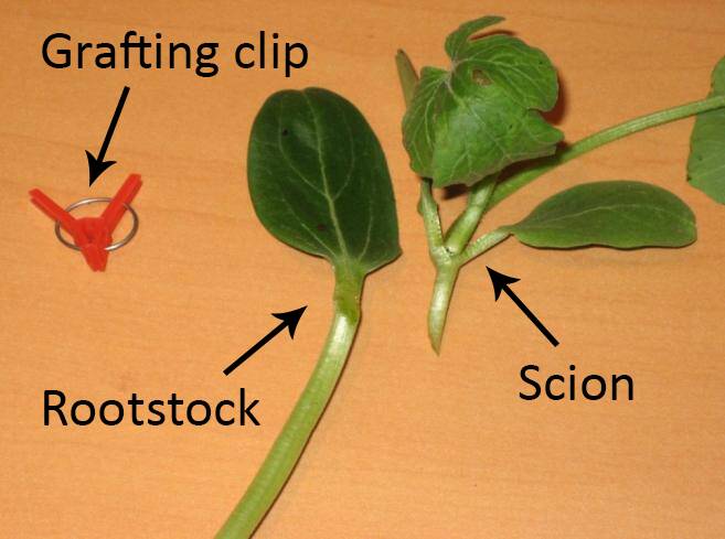 Photo showing a rootstock, scion, and a grafting clip used to hold them together.