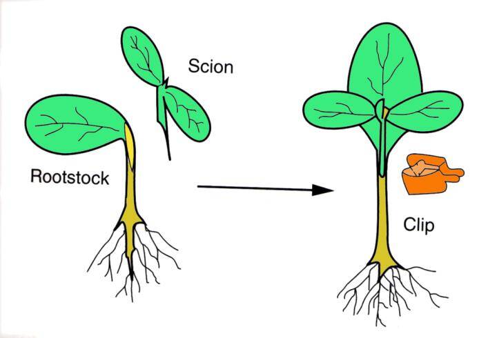 Illustration showing how a scion and rootstock are brought together and then held together using a clip.