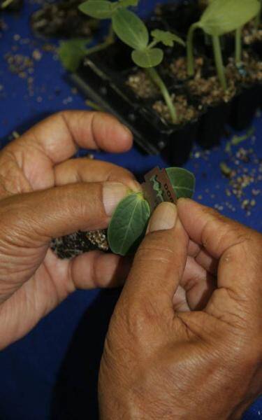 Photo showing technician about to make a splice cut to rootstock with a razor blade.