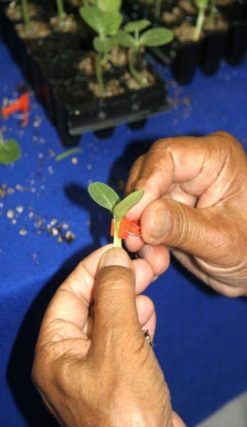 Photo showing technician using a grafting clip to hold the two parts together.