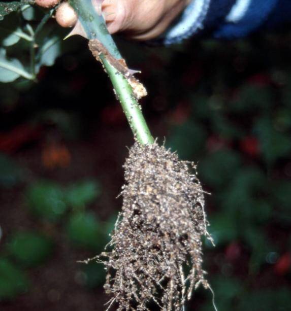 Photo of an example of stenting grafting, showing both the graft union and the root system.
