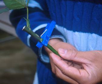 Photo of a splice graft held together by a grafting clip.