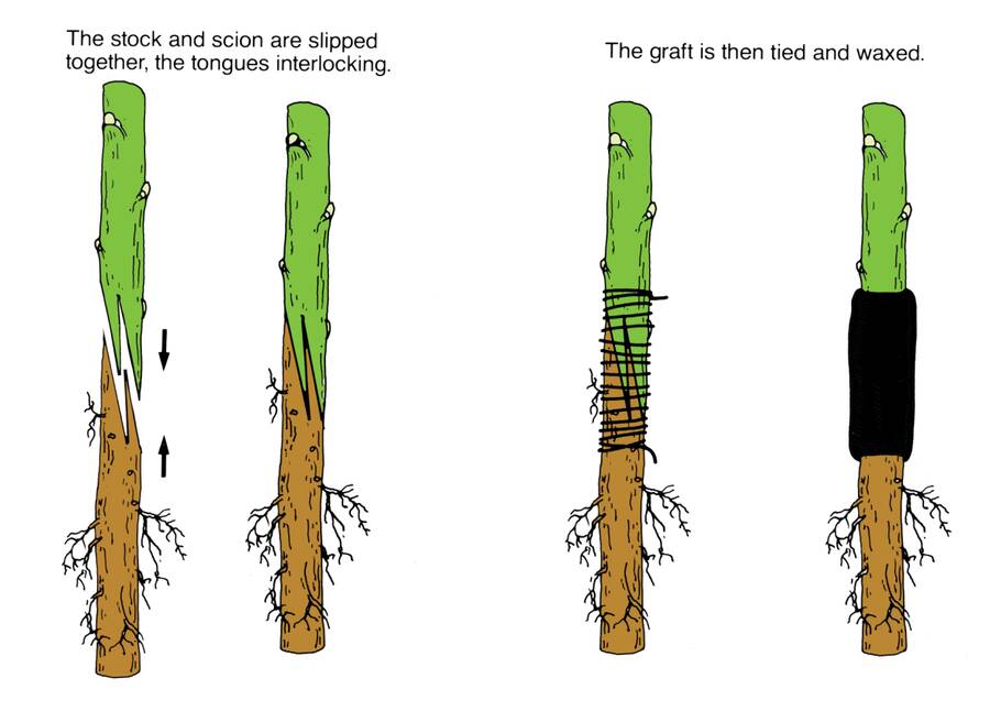 Illustration showing the stock and scion being joined in four steps. Steps one and two, the stock and scion are slipped together and the tongues interlocking. Steps three and four, the graft is then tied and waxed.