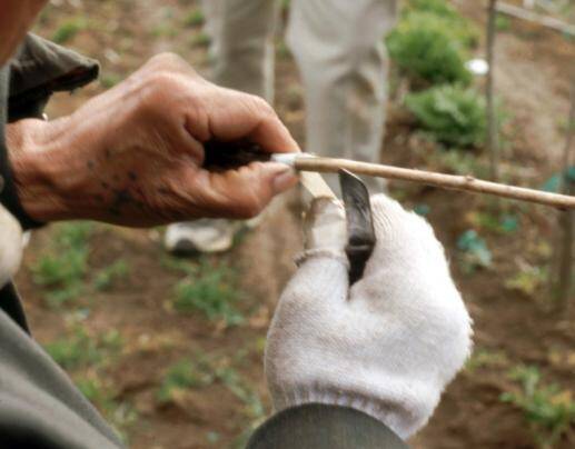 Photo of worker taping the graft in place.